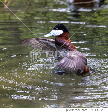 Ruddy Duck, Oxyura jamaicensis, swimming on water surface 95131345