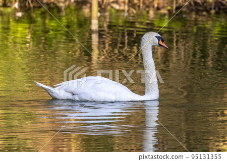 Mute swan, Cygnus olor swimming on a lake in Munich, Germany 95131355