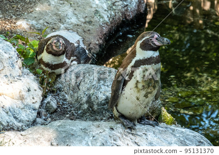 Humboldt Penguin, Spheniscus humboldti in a park 95131370