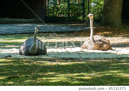 The common ostrich, Struthio camelus, or simply ostrich The common ostrich, Struthio camelus, or simply ostrich 95131371