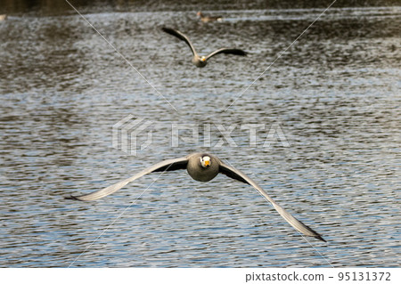The bar-headed goose, Anser indicus flying over a lake in English Garden in Munich 95131372