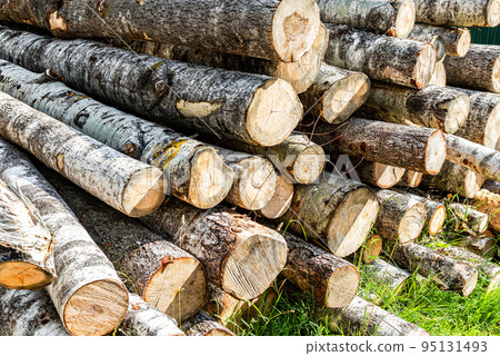 Deforestation, stacked timber at the countryside in sunny day 95131493