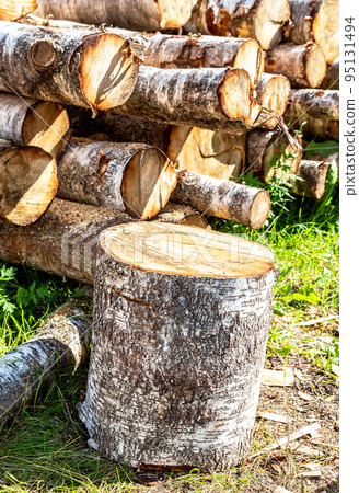 Deforestation, stacked timber at the countryside in sunny day Deforestation, stacked timber at the countryside in sunny day 95131494