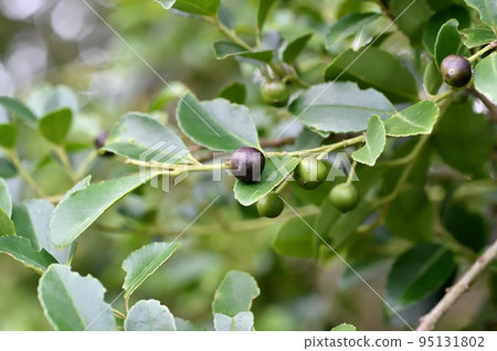 Inuzuge的果實 95131802