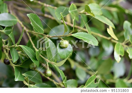 Inuzuge的果實 95131803