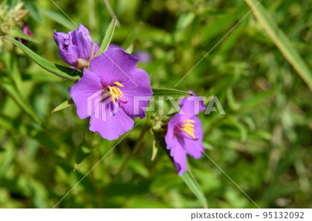 Himeno button flower Himeno button flower 95132092