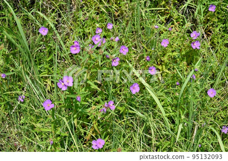 Himeno button flower 95132093