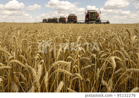 The battle for the harvest in Russia, combines and other agricultural machinery lined up in the diagonal for the harvest of wheat and other grains 95132276