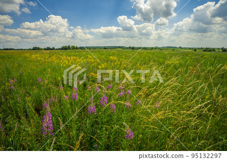 meadow with wildflowers and Ivan tea on the background of bright blue summer sky meadow with wildflowers and Ivan tea on the background of bright blue summer sky 95132297