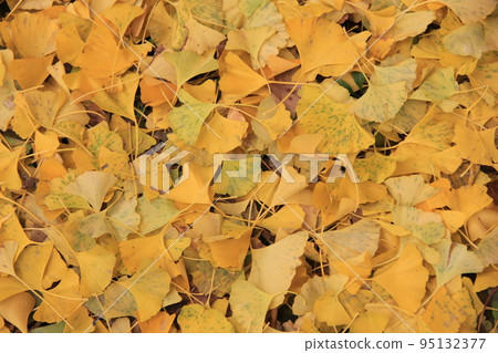 秋天的風景/“銀杏”的落葉覆蓋地面 秋天的風景/“銀杏”的落葉覆蓋地面 95132377