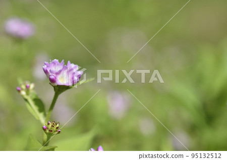 凹槽蕎麥麵 凹槽蕎麥麵 95132512