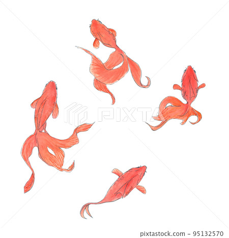 金魚水彩插圖素材 金魚水彩插圖素材 95132570