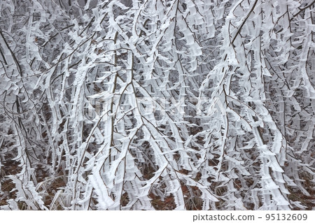 Icy Frosted Branches Winter Landscape Icy Frosted Branches Winter Landscape 95132609