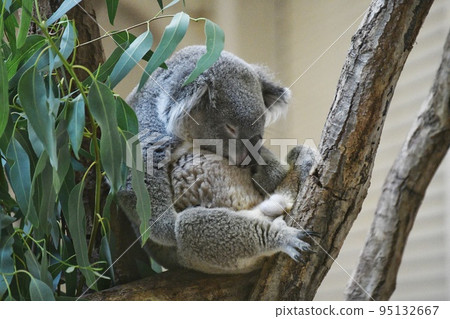 Koala sleeping Koala sleeping 95132667