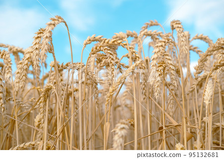 Gold wheat field and blue sky with clouds above it. Gold wheat field and blue sky with clouds above it. 95132681
