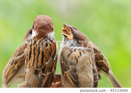 Sparrow chicks gather, get food from parent birds, fresh green thicket background Sparrow chicks gather, get food from parent birds, fresh green thicket background 95133094