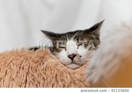 Sleeping cat Kijitora cat Sleeping cat Kijitora cat 95133600