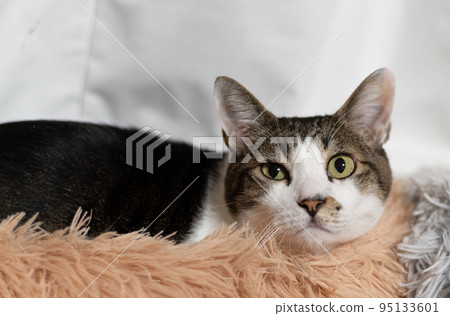 Relaxing cat Pheasant cat Relaxing cat Pheasant cat 95133601