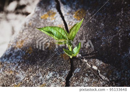 Small tree growing in old tombstone crack, plant grown on the rock, hope, resurrection, eternal soul and new life concept 95133648