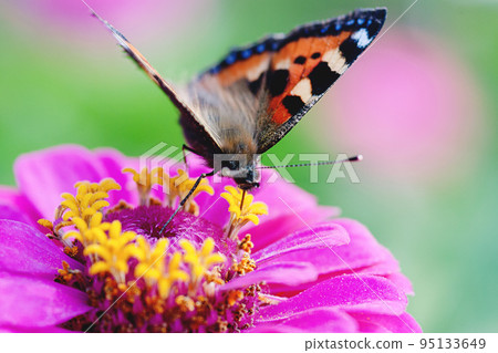 Butterfly foraging in the garden, Tortoiseshell butterfly - Aglais urticae, Nymphalis urticae closeup 95133649