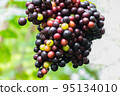 The wild grape, Vitaceae, plant fruit, forest local fruit in Thailand. 95134010