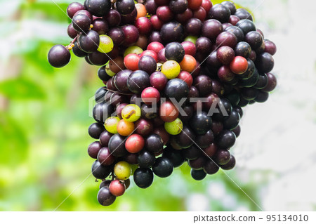 The wild grape, Vitaceae, plant fruit, forest local fruit in Thailand. The wild grape, Vitaceae, plant fruit, forest local fruit in Thailand. 95134010