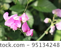 香豌豆 95134248