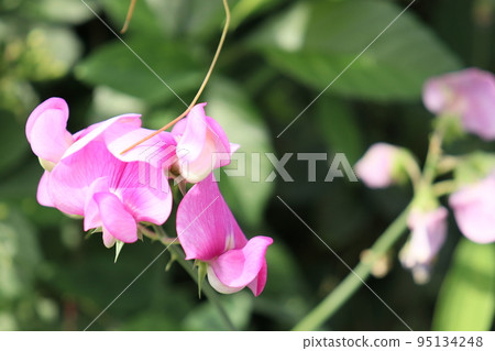 香豌豆 95134248