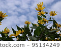 朝天開花的洋薊 95134249
