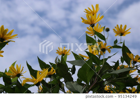 Jerusalem artichoke blooming towards the sky Jerusalem artichoke blooming towards the sky 95134249