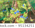 tunita花 95134251