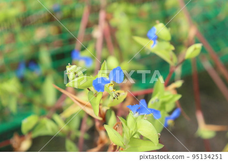 tunita花 tunita花 95134251
