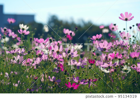 Cosmos 1067 Cosmos 1067 95134319