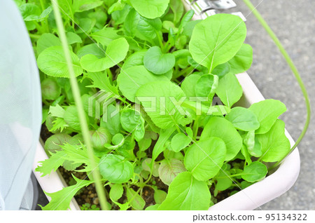 Baby leaf for home garden, outdoor gardening and vegetable cultivation. Germination, etc. 95134322