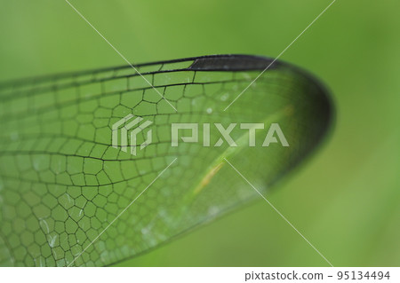 蜻蜓翅膀特寫 95134494