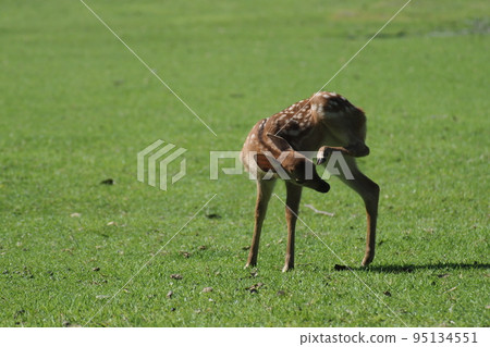 Fawn gesture in Nara Park 95134551