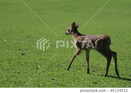 A fawn in Nara Park A fawn in Nara Park 95134552