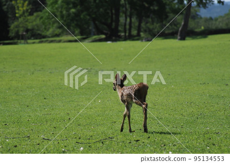 Rear view of a fawn in Nara Park 95134553