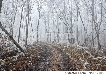 Winter forest frost landscape 95135408
