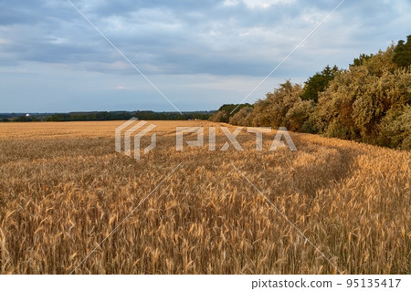 Wheat field detail 95135417
