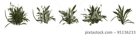 Set of weeds bushes isolated on white. Ribwort plantain. Plantago lanceolata. 3D illustration 95136233
