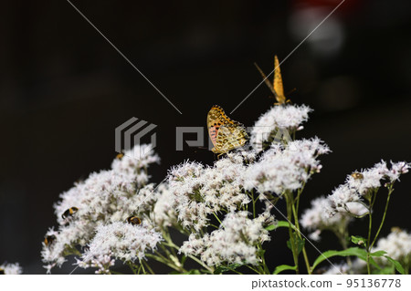 Kodo (Gyoganji Temple) Black-winged fritillary Kodo (Gyoganji Temple) Black-winged fritillary 95136778