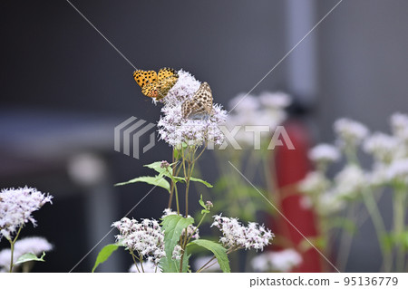 Kodo (Gyoganji Temple) Black-winged fritillary Kodo (Gyoganji Temple) Black-winged fritillary 95136779