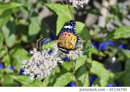 Kodo (Gyoganji Temple) Black-winged fritillary Kodo (Gyoganji Temple) Black-winged fritillary 95136790