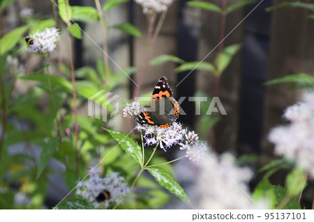 Kodo (Gyoganji) Akatateha 95137101