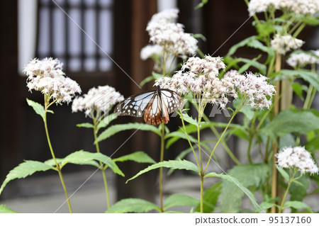 Kodo (Gyoganji Temple) 栗虎 Kodo (Gyoganji Temple) 栗虎 95137160