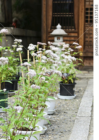 Kodo (Gyoganji Temple) 栗虎 Kodo (Gyoganji Temple) 栗虎 95137168