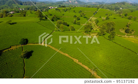 Beautiful tea hills, Farmers collecting tea agricultural fields at Vietnam 95137192