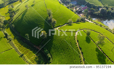 Beautiful tea hills, Farmers collecting tea agricultural fields at Vietnam 95137194