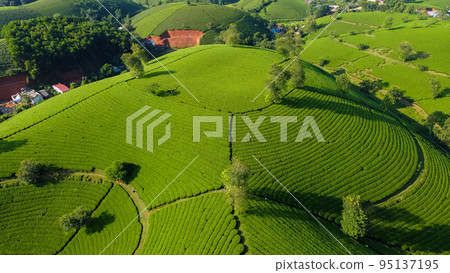Beautiful tea hills, Farmers collecting tea agricultural fields at Vietnam 95137195